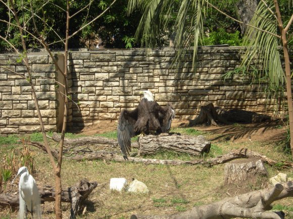 29 crane eagle