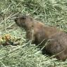 33 prarie dog