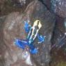39 dart frog