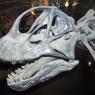 09 skeleton