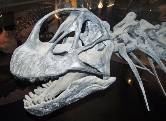 09 skeleton
