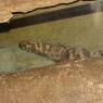 10 gila monster