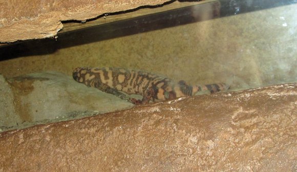 10 gila monster