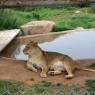 31 lion