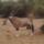 antelope (2)