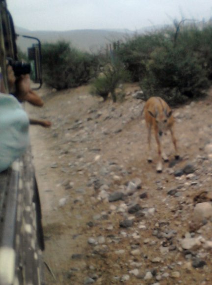 antelope (3)