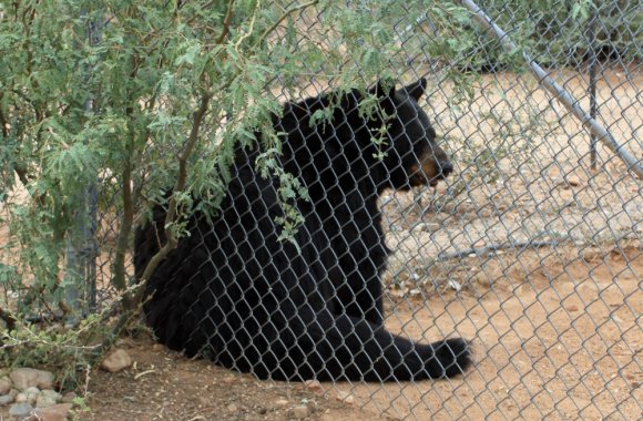 bear