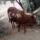 bull (2)