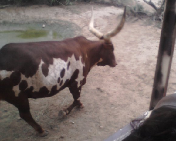 bull