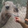 camel (2)