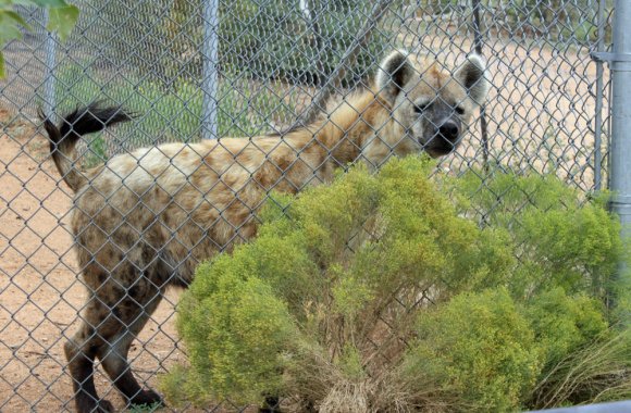 hyena