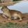 lioness