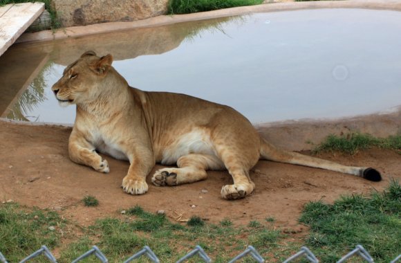 lioness