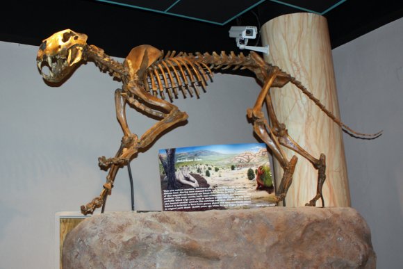 museum skeleton
