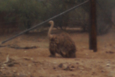 ostrich
