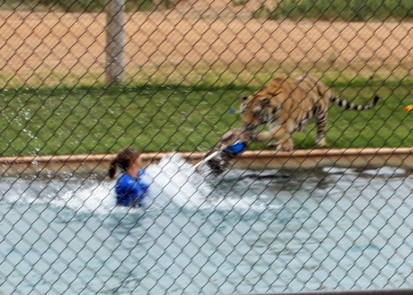 tiger (12)
