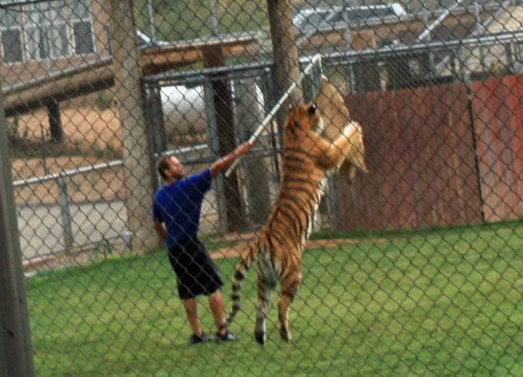 tiger (13)