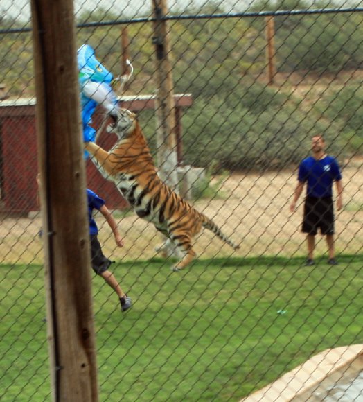 tiger (15)