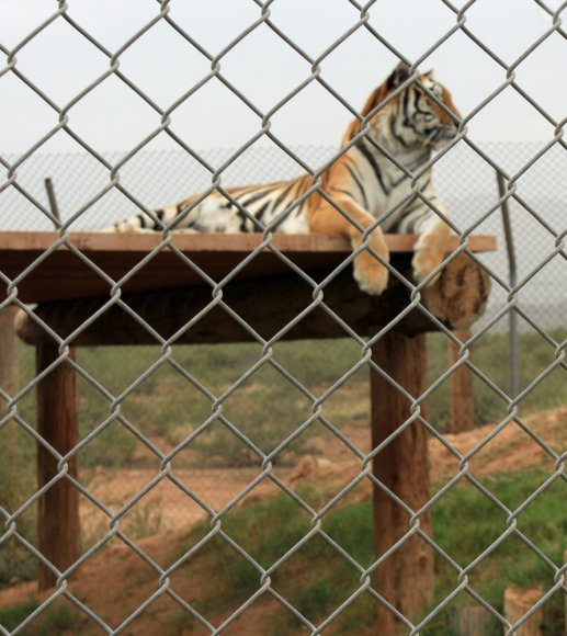 tiger (3)