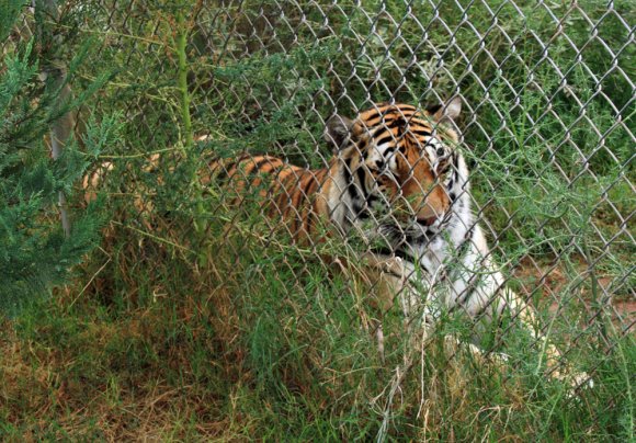 tiger (4)