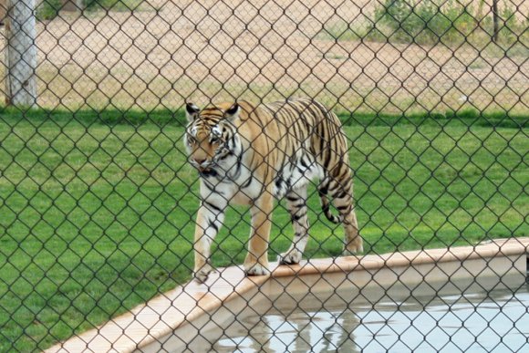 tiger (7)