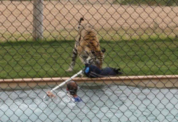 tiger (9)