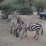 zebra (2)