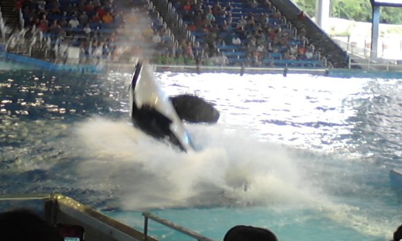 16 shamu (6)