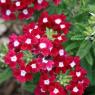 02 flower (2)