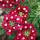 02 flower (2)