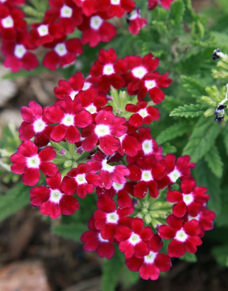 02 flower (2)