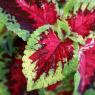 02 flower (3)