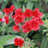 02 flower