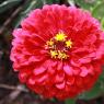 02 flowers (2)