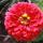 02 flowers (2)