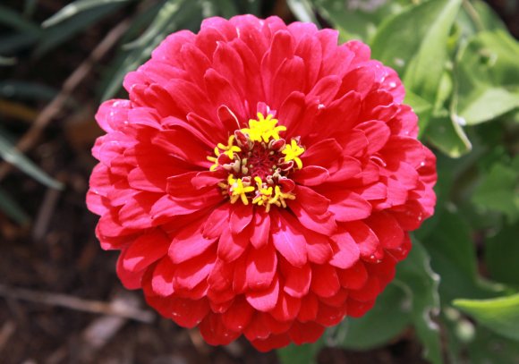 02 flowers (2)
