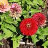 02 flowers