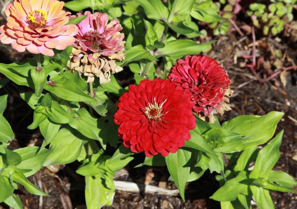 02 flowers