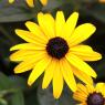 03 flower (2)