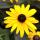 03 flower (2)