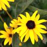 03 flower