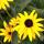 03 flower