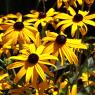 03 flowers