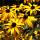 03 flowers
