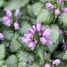 04 flower (2)