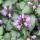 04 flower (2)