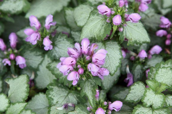 04 flower (2)