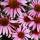 04 flower (3)