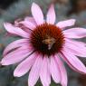 04 flower