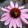 04 flower